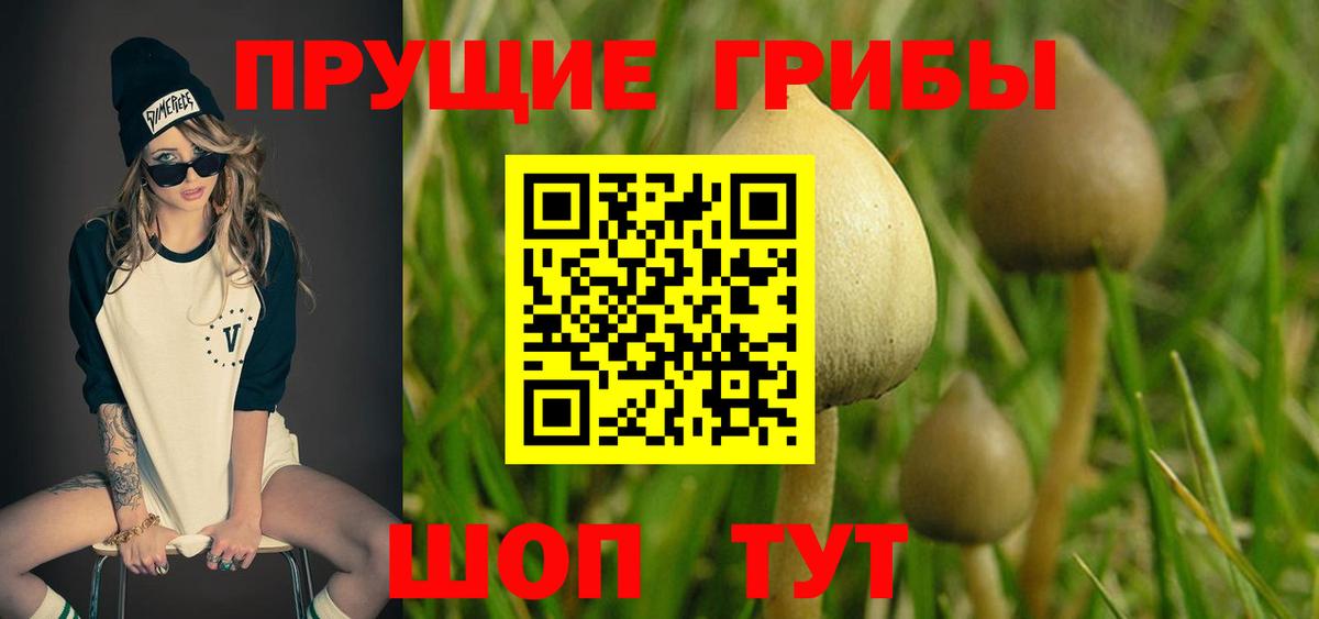 дарнет шоп  Псилоцибиновые грибы прущие грибы  Калуга  Галлюциногенные грибы Cubensis 
